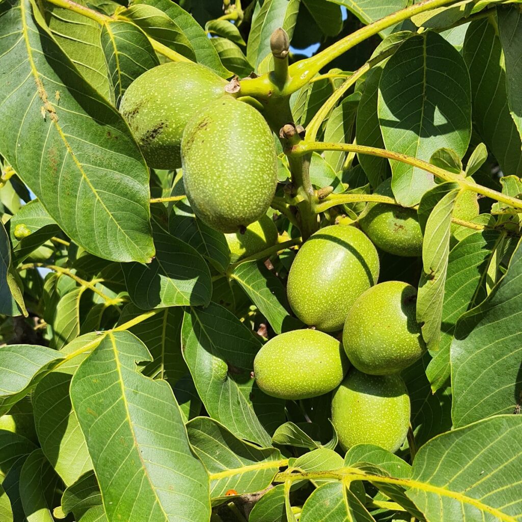 Walnut Broadview Fruit Tree 5038838001642 2